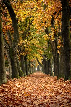 Smal bospad omringd door eikenbomen in goudgele herfstkleuren van Bram Lubbers