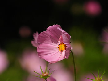 Cosmea