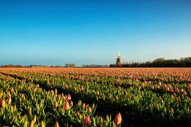 Molen de Hoop met tulpen van Ilya Korzelius
