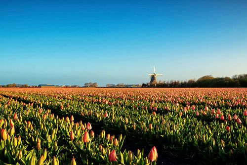 Molen de Hoop met tulpen