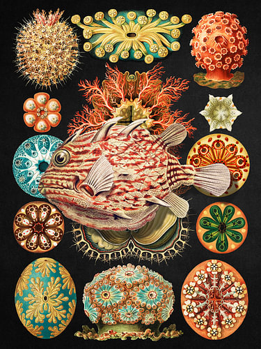 Haeckel’s Marine Mosaic II von Marja van den Hurk