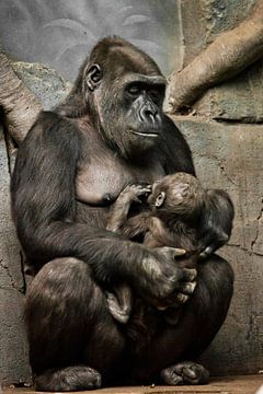 Gorilla monkey mother (or her sister) nurses her little baby infant, cute scene by Michael Semenov
