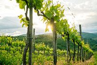 Beautiful vines in Tuscany