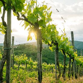 Prachtige wijnranken in Toscane van Natascha Teubl