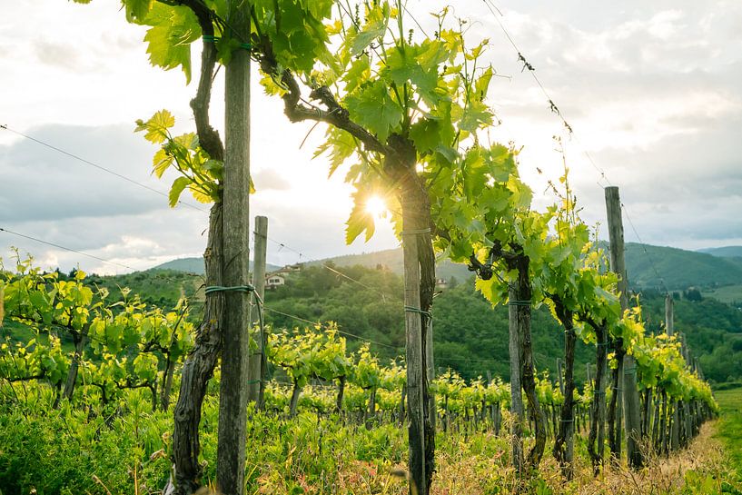 Prachtige wijnranken in Toscane van Natascha Teubl