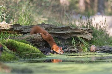 L'écureuil boit dans la piscine sur Ans Bastiaanssen