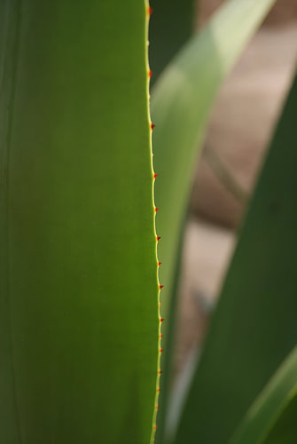 Aloe-Sorte