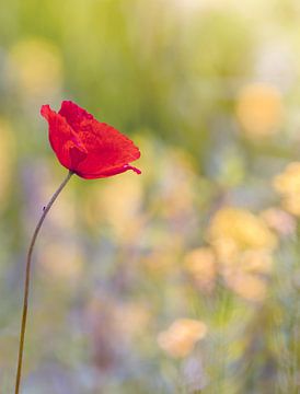 Coquelicots rétroéclairés sur Kurt Krause