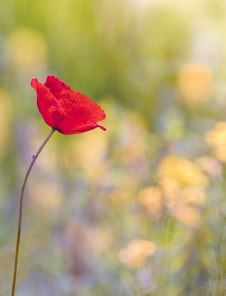 Poppies backlit by Kurt Krause