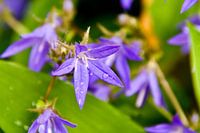 raindrops on purple flowers