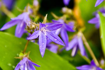 raindrops on purple flowers sur Fay Kallendorf