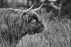Schottische Highlander in Schwarz-Weiß