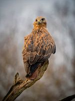 Adlerbussard