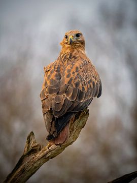 Adlerbussard