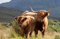 Vache, Highlanders, Écosse par Desiree Tibosch Aperçu
