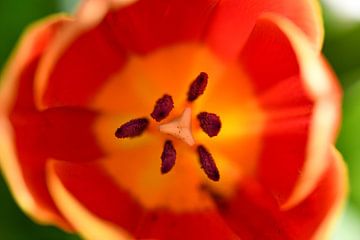 tulipe rouge sur Robert Styppa