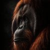 Portrait saisissant d'un orang-outan dans la pénombre – décoration murale animalière puissante et minimaliste sur Design Wall Arts