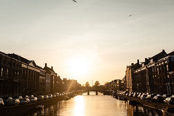 Gouden uur in Haarlem