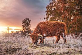 Der schottische Highlander von Dorst (Teil 2)