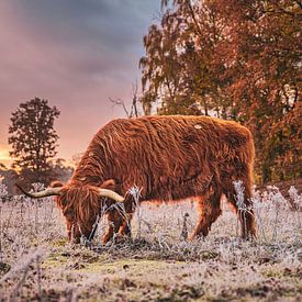 De Schotse Hooglander van Dorst (deel 2) van Slashley Photography