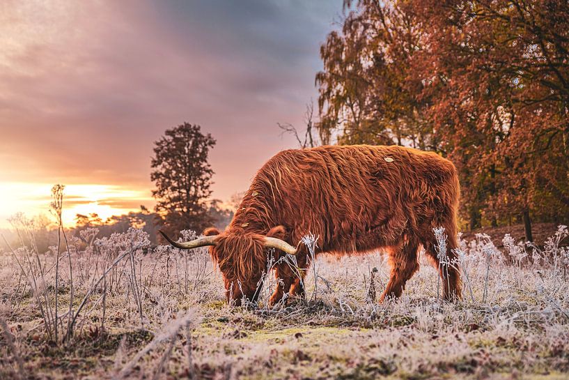 Der schottische Highlander von Dorst (Teil 2) von Slashley Photography