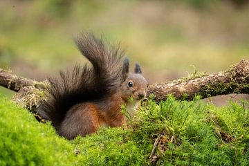 neugieriges Eichhörnchen von Sandra Groenescheij