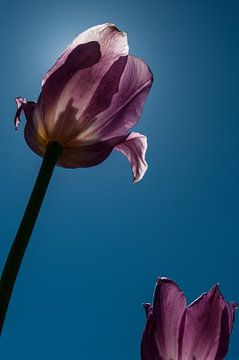 Tulp in het tegenlicht