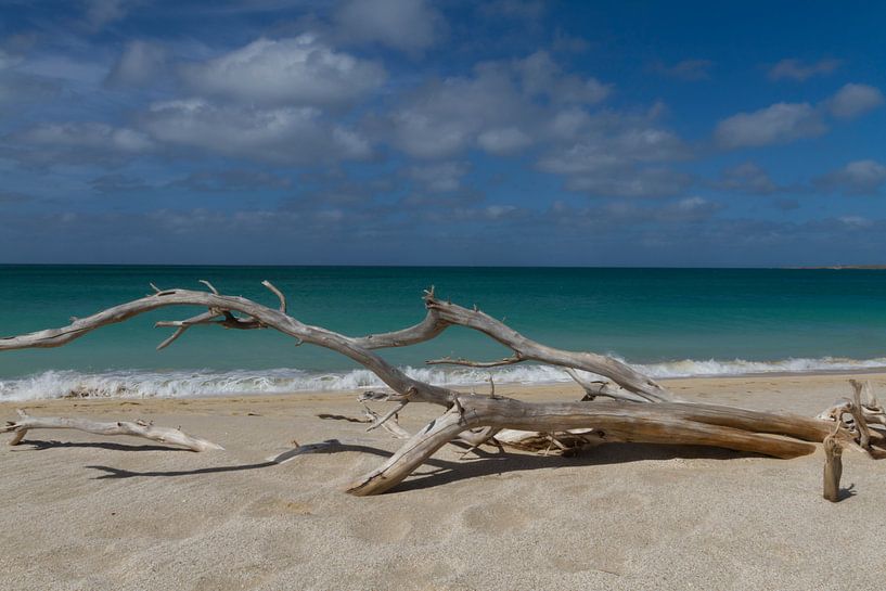 beauty and the beach von Leanne lovink