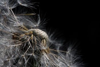 Fleur de pissenlit