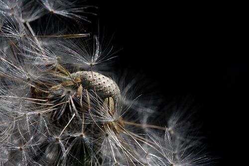 Uitgebloeide paardenbloem