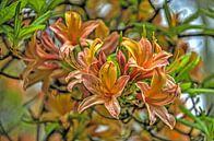 Oranje rhododendron van Frans Blok thumbnail
