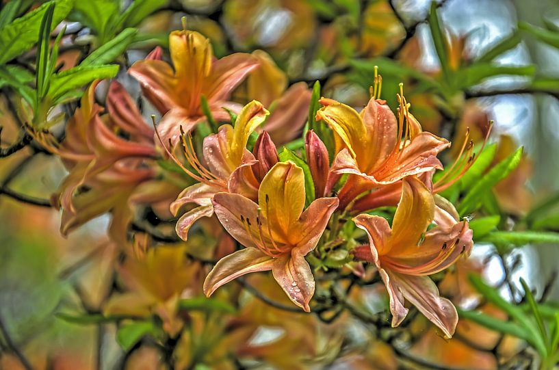 Rhododendron orange par Frans Blok