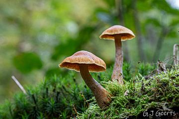 Padenstoelen in het bos op een betje van mos van Gert Jan Geerts