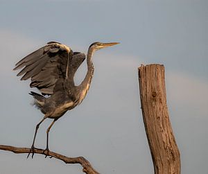 Watervogels part 1