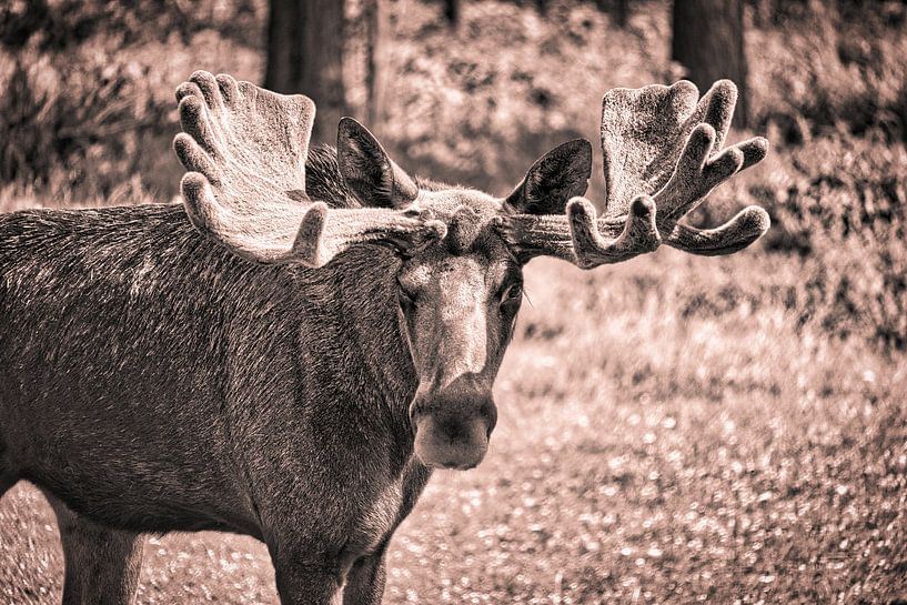 Elch in der Natur von Schweden von Martin Köbsch