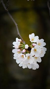 Ein einzelner Blütenzweig in sanftem Fokus von Bambi Lu