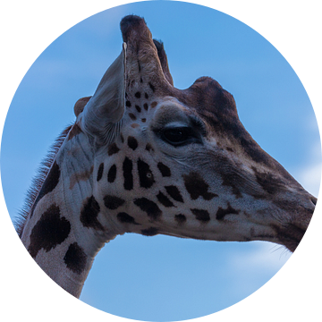 Hello Giraffe van Esmeralda van Opdorp-de Klerk