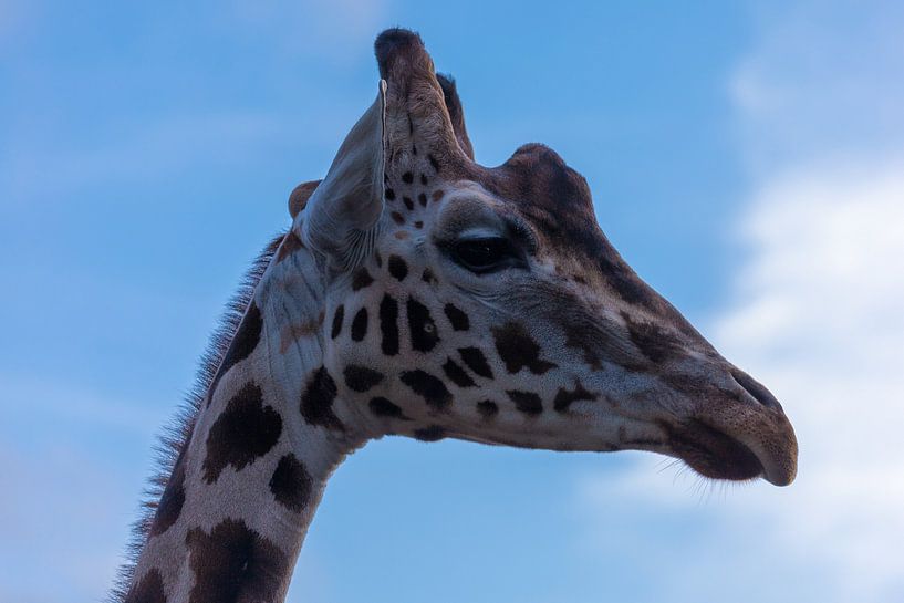 Hello Giraffe van Esmeralda van Opdorp-de Klerk