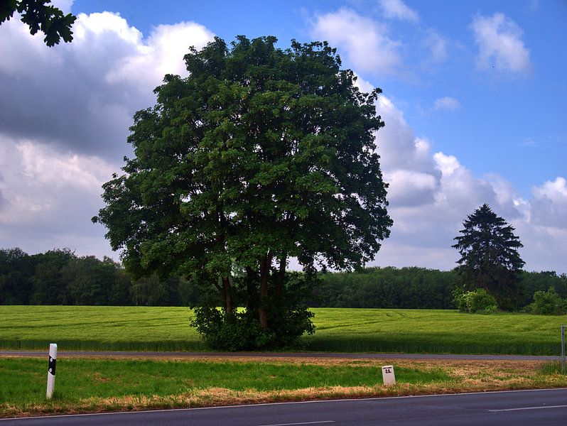 Herten 2 van Edgar Schermaul