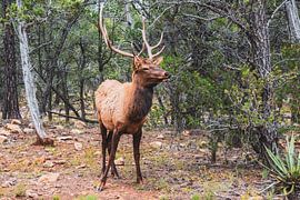 Chevreuils sur Annette van Dijk-Leek