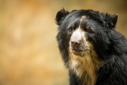 Breathtaking close-up portrait of the Spectacled Bear