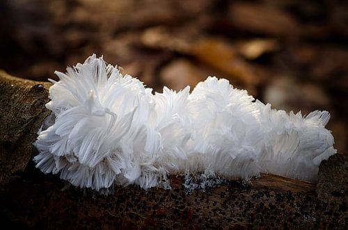 ijshaar op een boomstronk