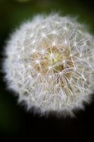 Paardenbloem