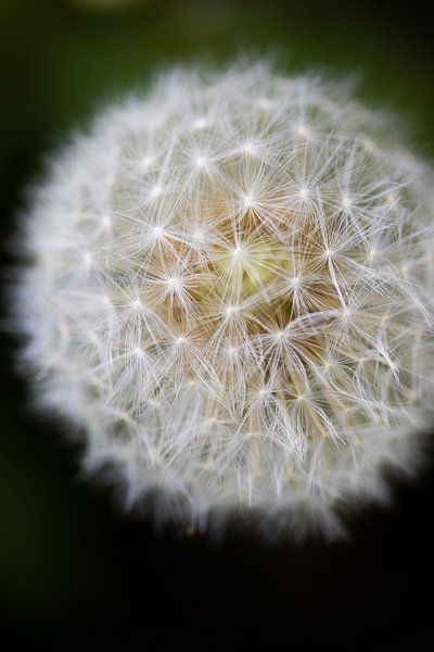 Paardenbloem van Hans Monasso