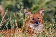 Asiatischer Wildhund von Anjo ten Kate Miniaturansicht