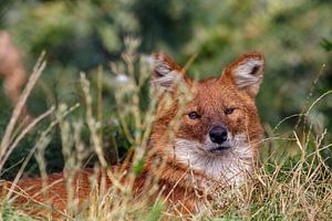 Asian wild dog
