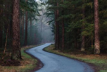 De weg door het bos van Michel Knikker