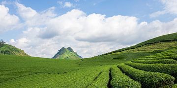 Theevelden in Moc Chau, Vietnam van Antwan Janssen