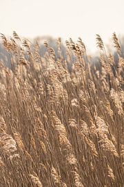 Abgasfahnen im Wassereinzugsgebiet von Louise Poortvliet
