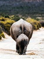 A rhino mother with her young